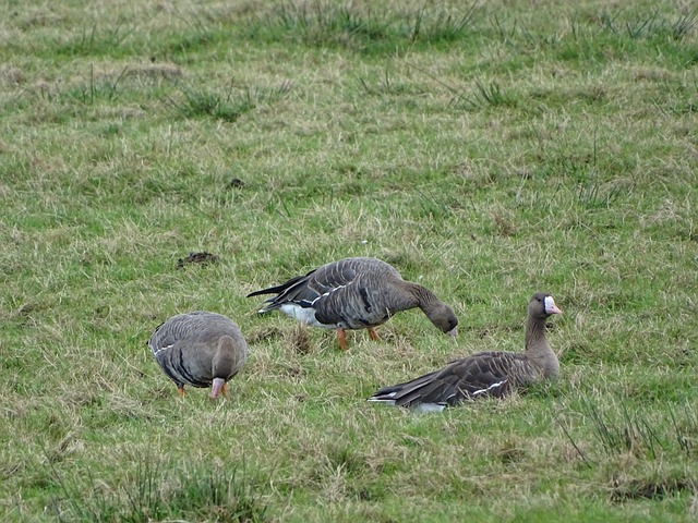 为有志于服 为有志于服
